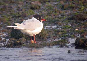 Mediterranean Gull Courtesy of Steve Waite